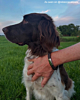 Armband bij influencers hond